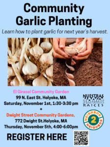 Garlic-Planting