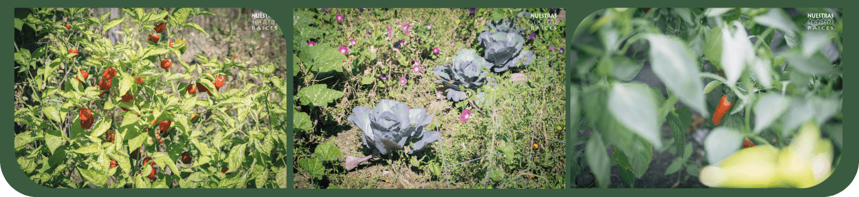 NewsLetter_Gardens