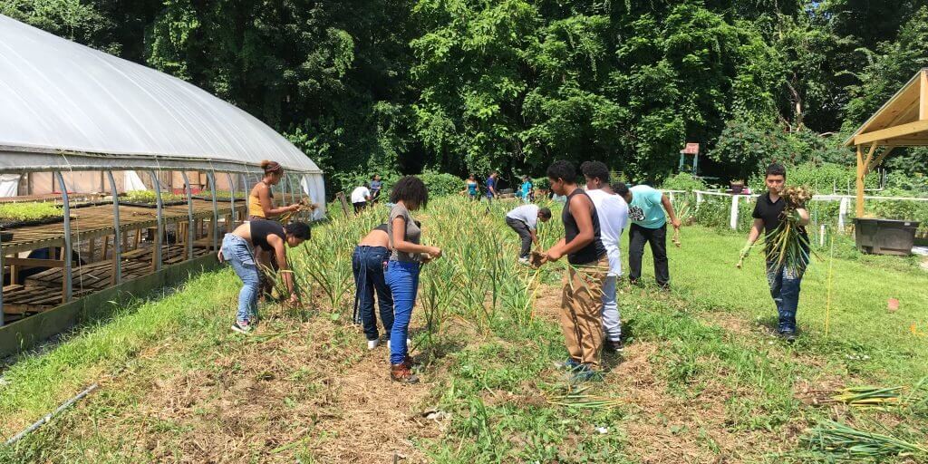 Students harvest vegetables at La Finca in Holyoke